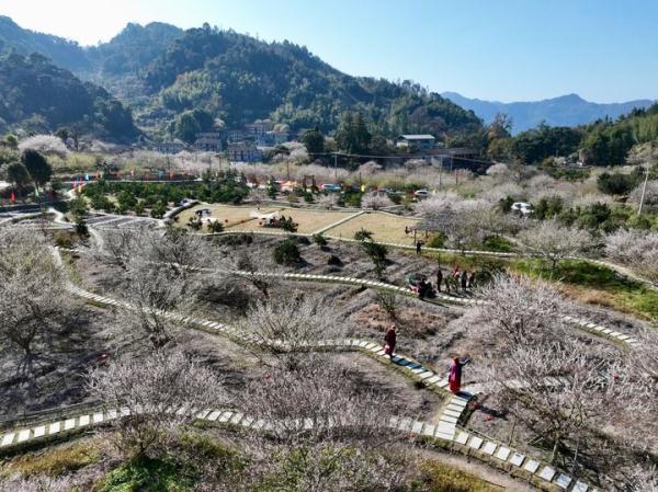 福建永泰：山岭间青梅花盛开