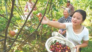 焦岗湖沿岸无花果种植获国家绿色农产品