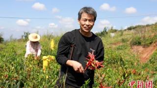 “订单农业”促产销两旺 湖南桂阳“五爪辣”种出红火日子