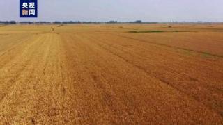 安徽全省收获440.4万亩小麦
