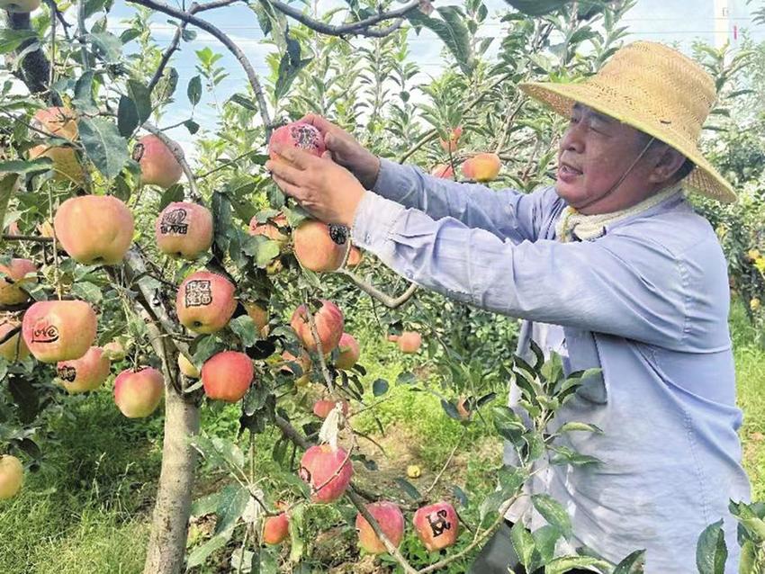 “平安”苹果销路广