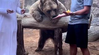 邮报：杰拉德参观动物园喂了一只熊