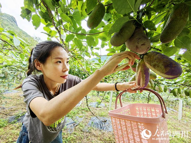 广元朝天：山野果变成致富果 特色产业助农增收