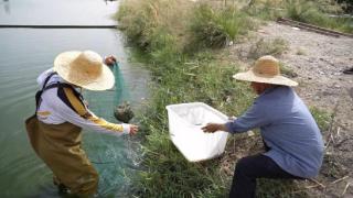 新疆淡水龙虾上市本地人吃上了土生土长的新鲜龙虾