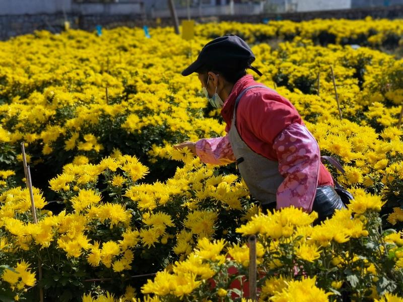 “满格电”助力盛开“致富花”