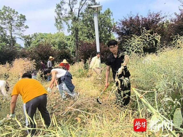 江苏大学别样“耕读课堂”：试验田里师生收割彩色油菜忙，看看吧