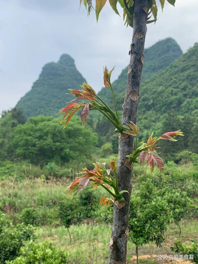 抓紧吃“春天第一鲜”，清火养肝祛湿气，采摘短，鲜嫩正当季