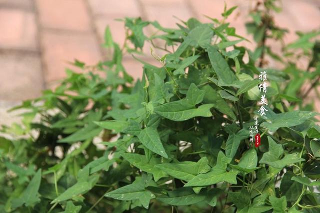 俗称‘打碗花’，又叫‘牙痛草’，胡萝卜素含量高，是白菜的20