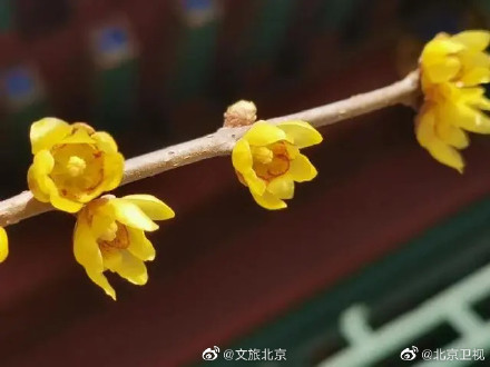 昌平公园腊梅树吐露芳香蜜蜡般莹润如玉绽放