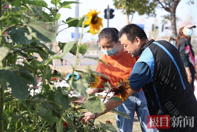 武汉洪山张家湾街道：65个格子被居民认领打理