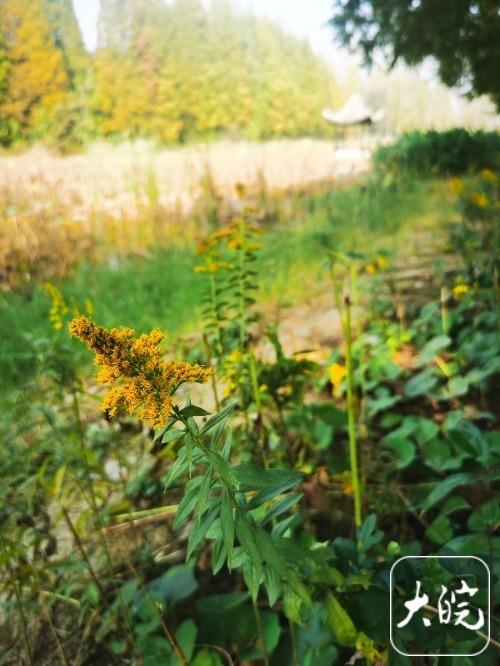 多名读者反映“一枝黄花”所在地 大皖新闻记者实地探访