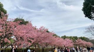 上海宝山顾村公园1500余亩樱花“网红打卡点”巡防攻略