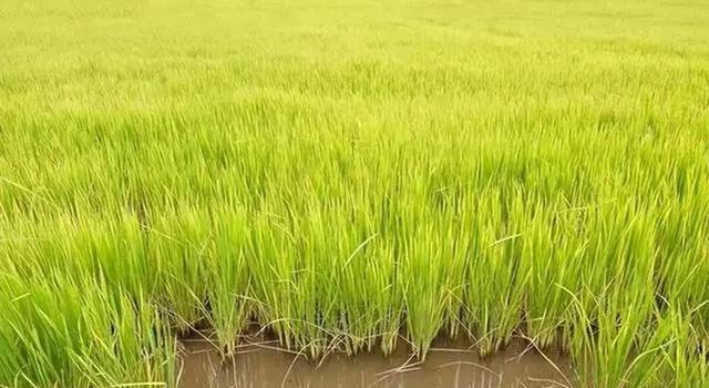 海水稻卖相艳红，口感很差，为何我国还要花百万亩土地来种植