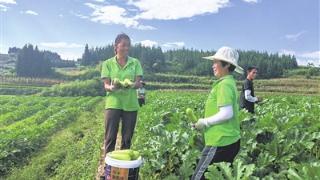 瓮安茶海村：地里长出“金葫芦”