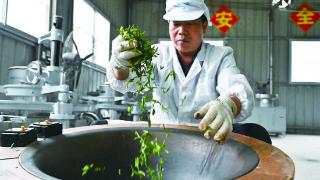 市“五一劳动奖章”获得者、隆回岑泉生态茶叶种植合作社负责人罗森林正在手工炒制茶叶
