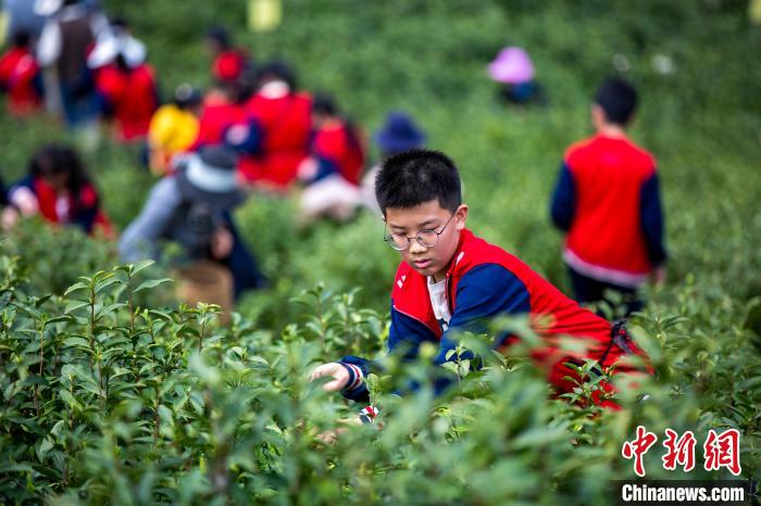 江西都昌茶园里的“劳动课”