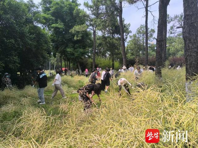 江苏大学别样“耕读课堂”：试验田里师生收割彩色油菜忙，看看吧