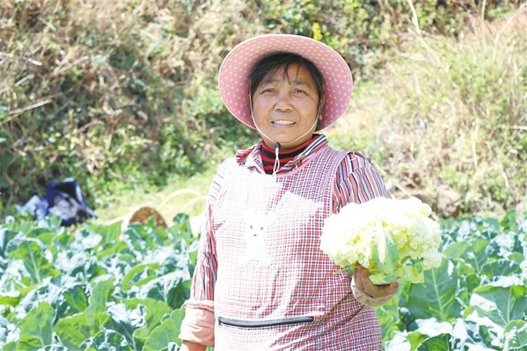 会泽田坝乡：丰收的“两花”蔬菜销省外