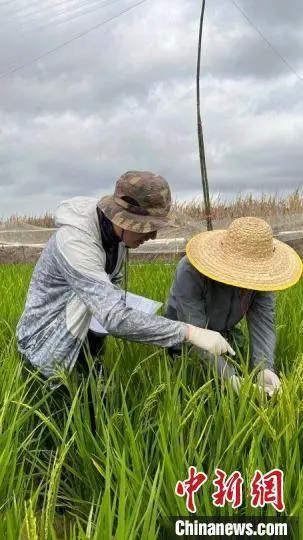 中国科学家团队建立水稻遗传解析新体系