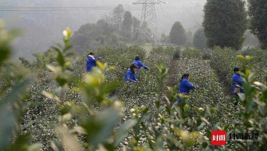 四川宜宾叙州区春茶开采 茶园一派繁忙景象