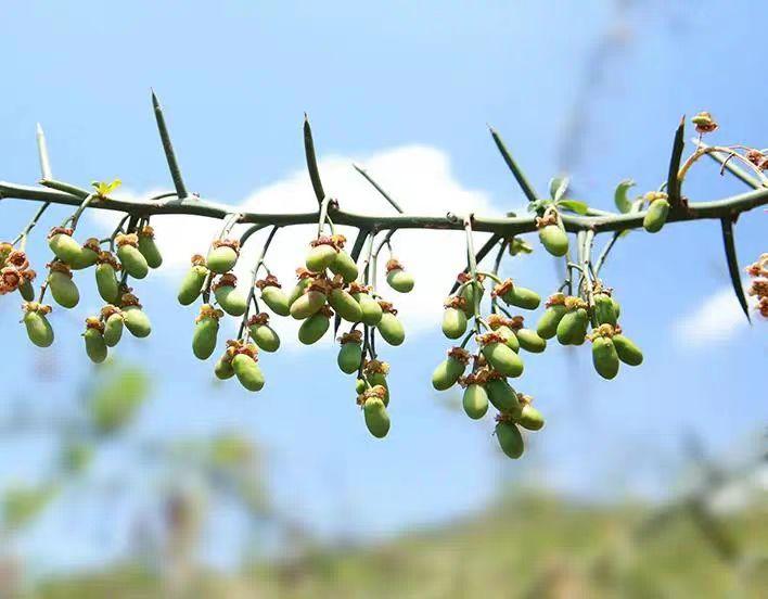 贝泰妮集团青刺果科研种植基地在香格里拉落成