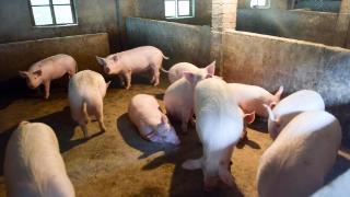 影响育肥猪的营养需求因素有哪些？怎么给猪补充营养更合适？