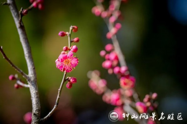 美了！梅花山喜得新花伴新年