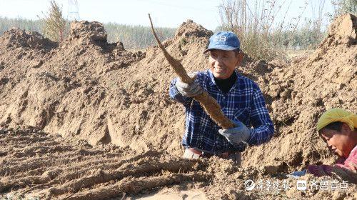 邹平市码头镇：山药地喜丰收 黄河滩采收忙