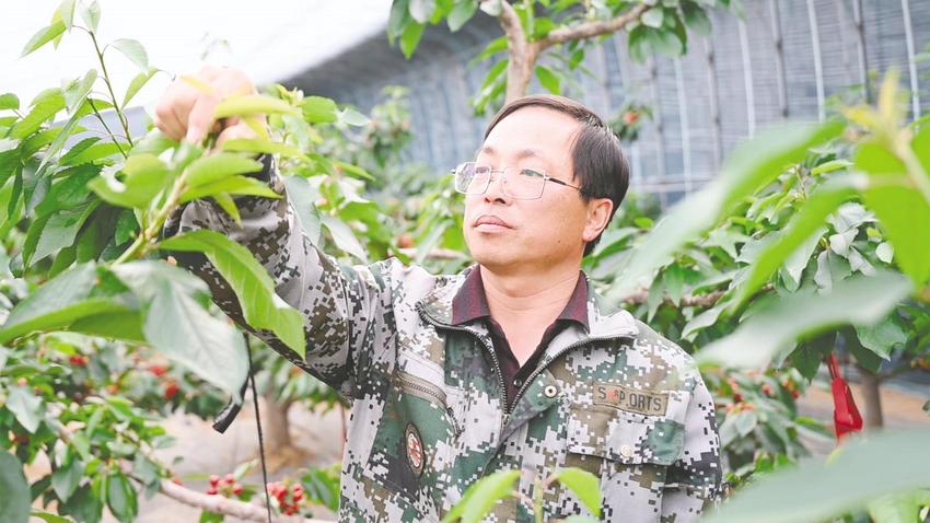 生物有机肥种出“金疙瘩”