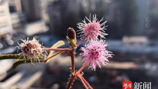 南京玄武区一幢住宅楼顶含羞草开花