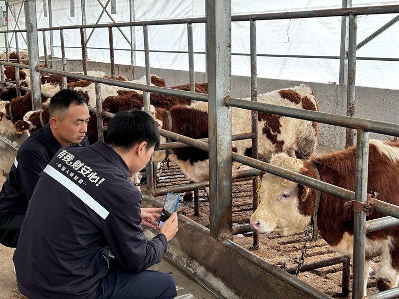 遵义习水：“牛脸识别”上保险 牛牛也有“身份证”