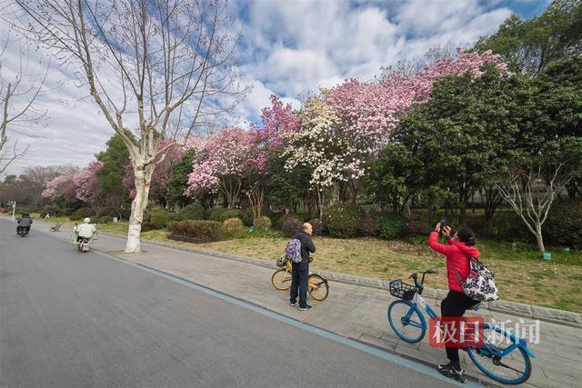 路边玉兰香满枝，望若“花瀑”