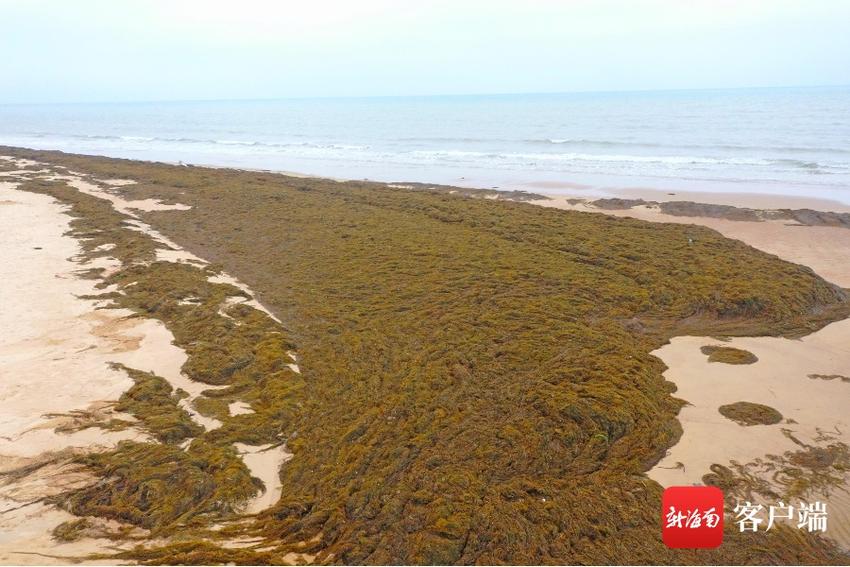 海口五源河湿地环卫工人清理海草