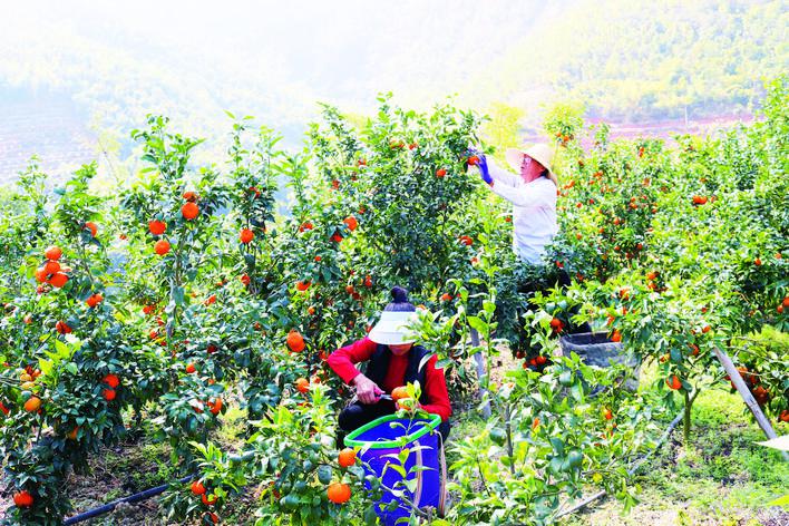 双柏：柑橘丰收日子甜