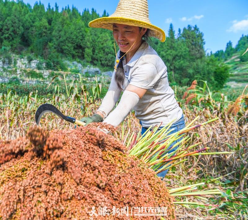 视觉茅台丨处暑：暑气渐消秋意浓 沽酒一杯话秋凉