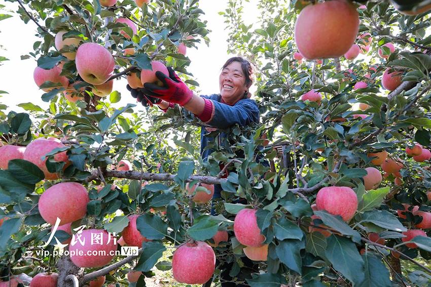 河北玉田：采摘苹果