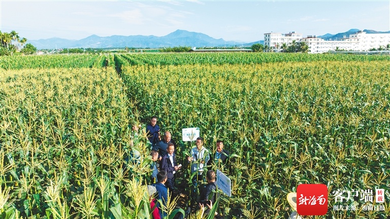 发挥资源优势助推生物育种产业化