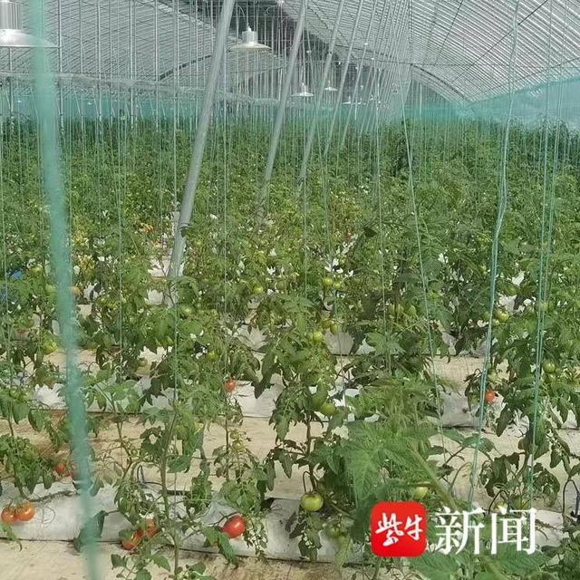 南京“蔬香源”谷里番茄农场番茄农场新品品鉴会