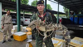 鳄鱼、眼镜蛇！邻国查获大批要运往缅甸水沟谷的非法货物