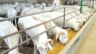 武威古浪 羊产业发展“喜洋洋”