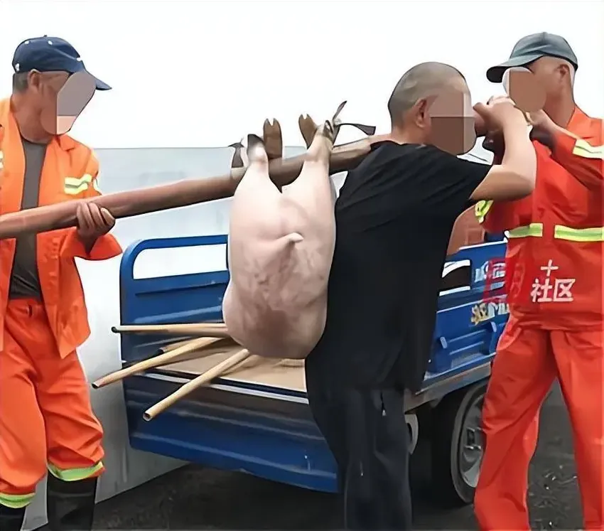 男子钓鱼时钓上一头活猪？猪脖子有缝针痕迹！