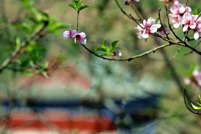 人间四月芳菲尽，山寺桃花始盛开，青阳不远邀您来