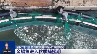 浙江江山：2万余亩猕猴桃喜迎丰收