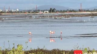 乐东：火烈鸟休憩湿地