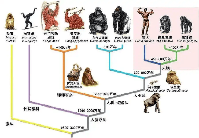 恐龙上亿年都没进化出智慧，为何人类百万年就进化出了文明？