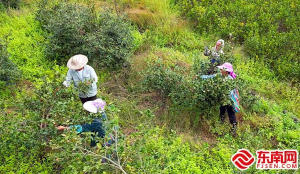 天南地北新三明人 | 台湾农人扎根建宁林间“淘金”