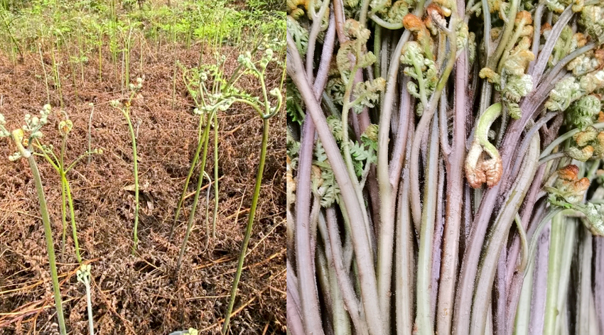 贵州的春天味道，你选折耳根还是野葱？