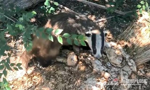 狗獾闯入农家 换来免费“体检”