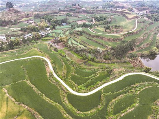 多方合力 撂荒地变“粮袋子”