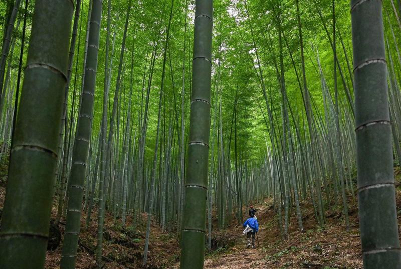 温州文成县铜铃山：春笋铺就绿色致富路